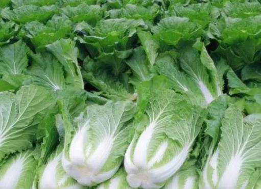 ��ײ˲������ǷN���|(zh��)�����І᣿˪��֮���ײ���ô�ӹ���