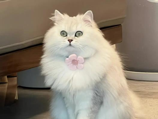 ��ʲô؈��ӑ��ϴ�裿؈��̫����ô��׌�����c