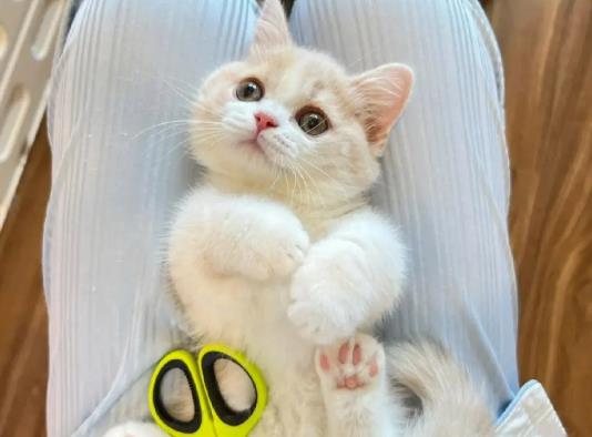 ؈���w����x����ʲô�x��С؈��ʲô�ӵ�؈ɰ