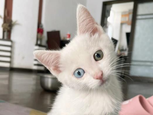 �B(y��ng)؈��ʲô�������^�ã�؈���ʲô����̎����