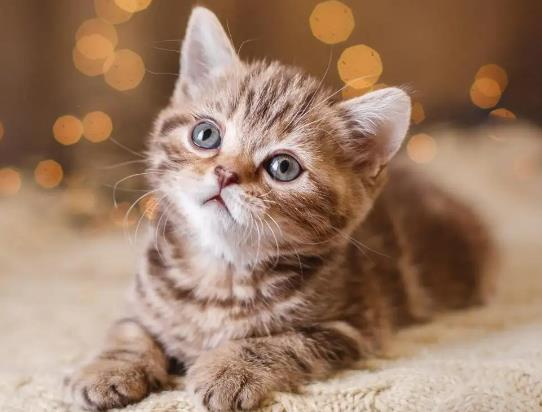 ؈�����һ�c��̦��ô�k��؈��������ϡ��