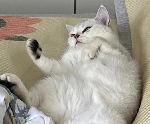 ؈���۾������S�S����ô�����һ������؈��Ҫ�w����x��