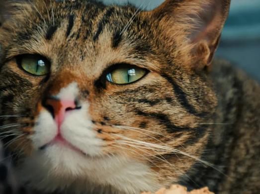 Ұ؈����С؈�ܱ��߆�����ʲô��؈��ʺ��