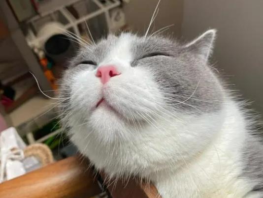 Ұ؈����С؈�в����᣿С؈��ʺ��ô���Ƀ�