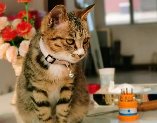 ؈��Q�h(hu��n)����(y��ng)������(y��ng)����ܺã���ʲô؈����i���(hu��)��