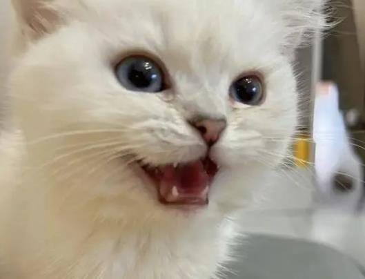 ؈��Q�h(hu��n)����(y��ng)������(y��ng)����ܺã���ʲô؈����i���(hu��)��