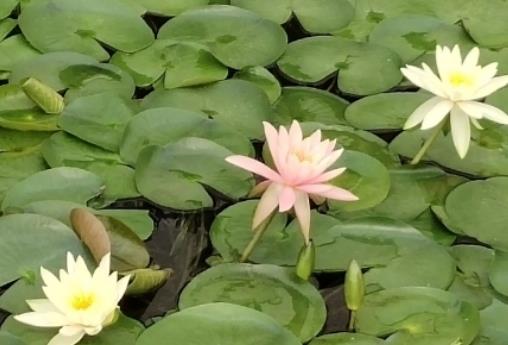 ˯ɏ����ȫ���]��ˮ�І᣿˯ɏ�~�ӳ�ˮ�͸���ô�k