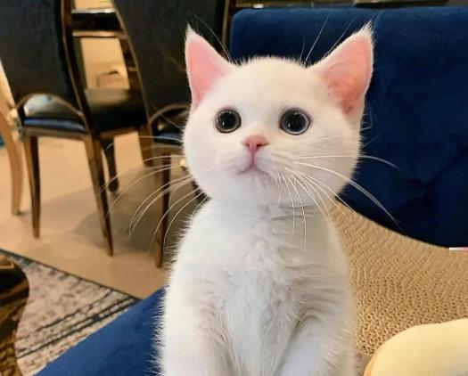 С؈����J(r��n)���ˣ�؈����ë��ʲôӰ�