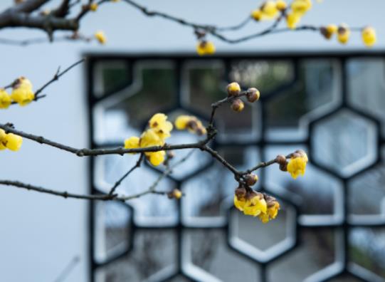 2024����ǎ׾ţ�2024��򴺶㴺���Ă�����