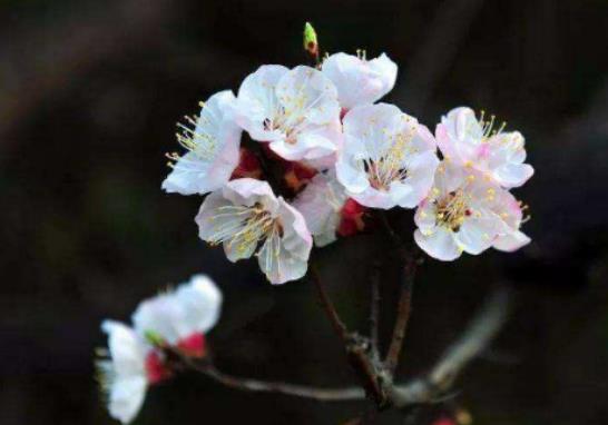 ����ʲô�v����2024��㴺�����_�����ͼ���