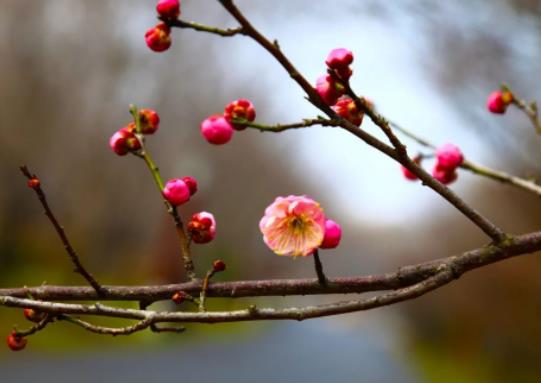 2024��㴺���������2024��������Щ��Ҫ�㴺