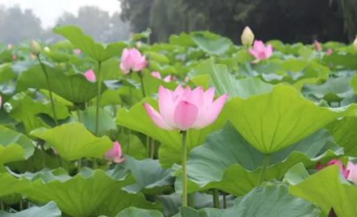 ���갲��÷�꼾����ʲô�r�������ս���÷�꼾ʲô�r���÷