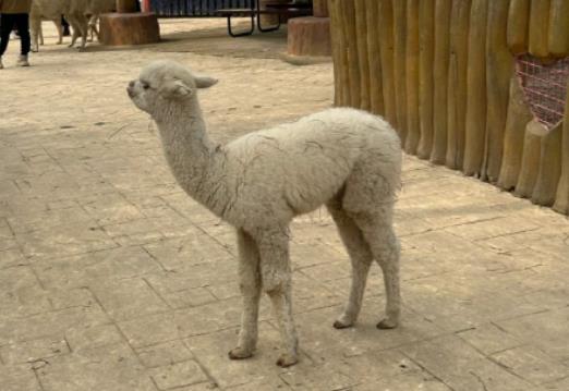 ��hҰ����������ֵ��ȥ�᣿��hҰ�������������c�_�T���c�P�T