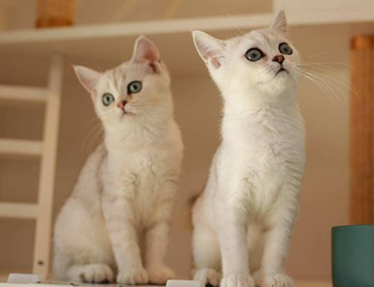 ʮ�����Ʒ�����а񣬴��칷����ꡢС�匙���������ʺܸ�