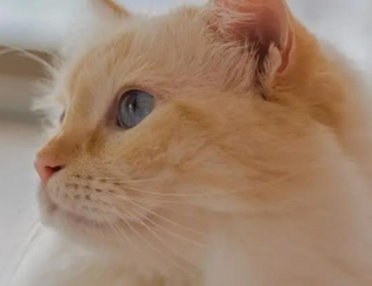 ʮ�����Ʒ�����а񣬴��칷�������С�匙���������ʺܸ�