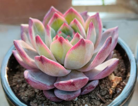 �����ļ������B(y��ng)�L(zh��ng)����ʢ���������ɫù����ʲô�k�������a(b��)��