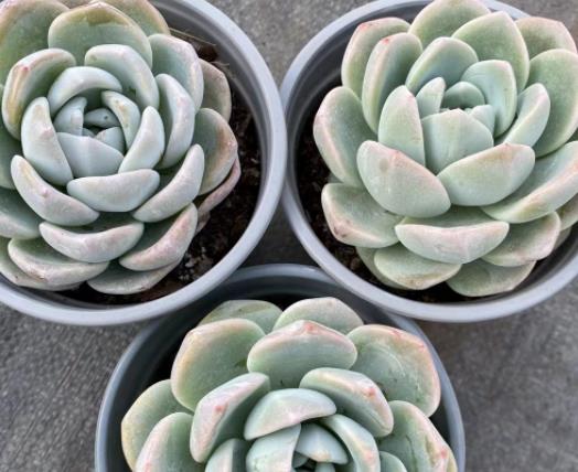 �����ȫ����Ҫ��ô��������¶ˮ������Ҫ��ˮ��