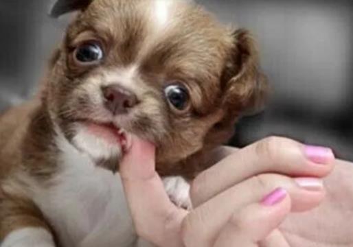 �����ü�С��������ӆ᣿��С������ˮ��������