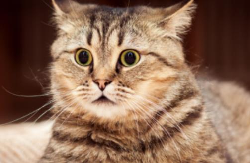 ��؈��؈�Z��߀�ǳ�ã���؈�����粻