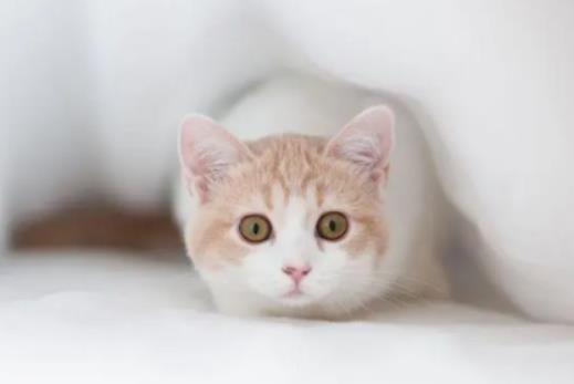 ؈��������ʲô��ʳ����؈�����Sˮ��ʲô��r