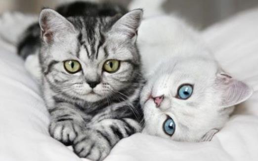 ��ʲô؈��ϲ�g�@�������؈ʲô�r�����^��