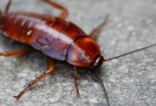 ����z�D������������ô���£�����z�D���˰낀��߀��Ҋ�����ô����