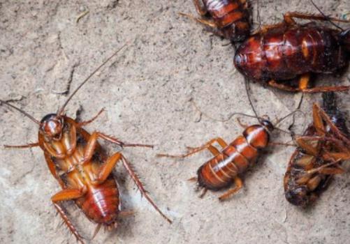 �������z�D��������ȥô������z�D��ô��������