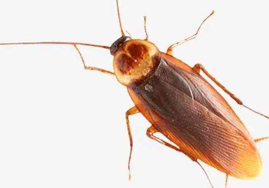 �՚������������Ч�᣿�õ�¶���Ԛ�������