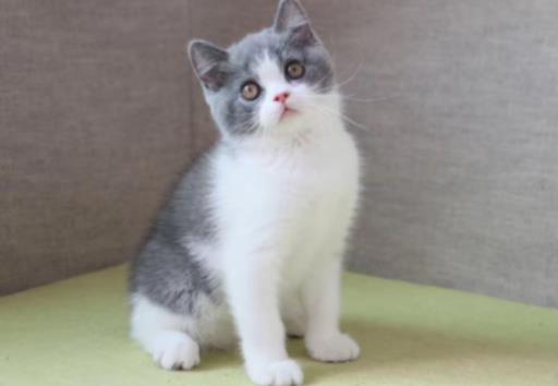 �u����Ҫ��Ҫ����؈�Z��؈�係�����Ǳ��׆�