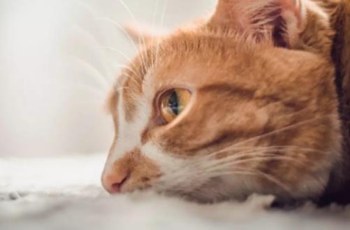 ��؈ץ���������^Σ�U���Ǽ�؈��؈�䲻�ϳԻ�ëƬ��ô�k