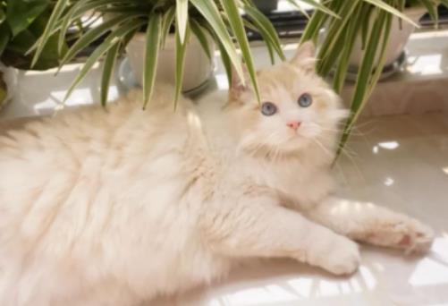 �o؈��ĥ����ʲô�ã�؈��ʲôϲ�g��β�͒���