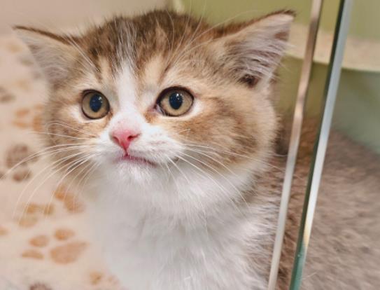 ؈����ôȥ��������؈����������{(di��o)��(ji��)�cθ��