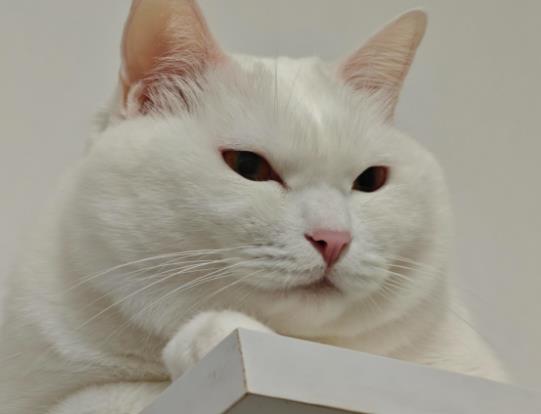 ؈����ôȥ�����飿؈����������{(di��o)��(ji��)�cθ��