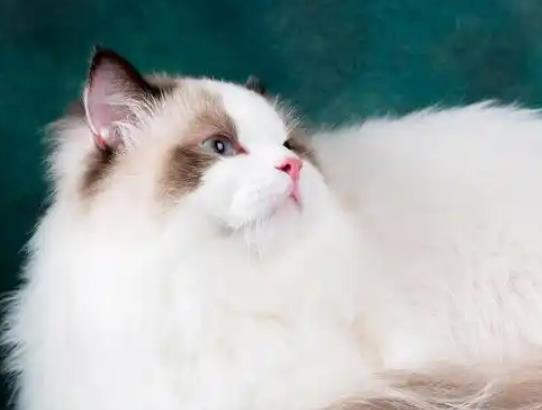 ؈����������������؈����Գ��������������̆�