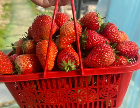 ��ݮ�]ϴ�ܳԆ�����ݮ�ű����ܷŶ��