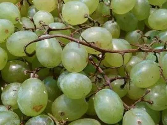 ϴ�^������Ƥ�ܳԆ᣿������ôϴ�ŸɃ���